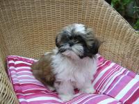 Shih tzu