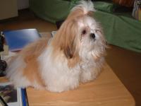 Shih tzu