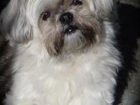 Shih tzu