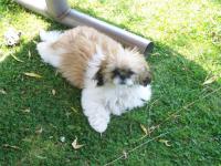 Shih tzu