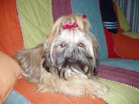 Shih tzu