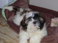 Shih tzu