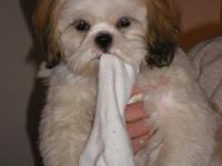 Shih tzu