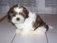 Shih tzu