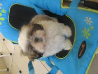 Shih tzu