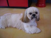 Shih tzu