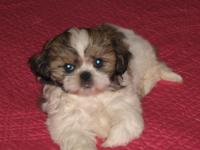 Shih tzu