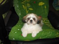 Shih tzu