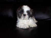 Shih tzu