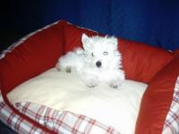 West-highland white terrier (westie)