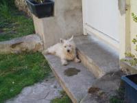 West-highland white terrier (westie)