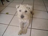 West-highland white terrier (westie)