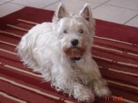 West-highland white terrier (westie)