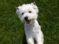 West-highland white terrier (westie)