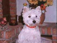 West-highland white terrier (westie)