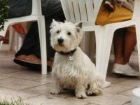West-highland white terrier (westie)