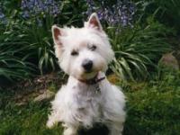 West-highland white terrier (westie)