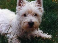 West-highland white terrier (westie)