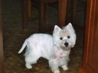 West-highland white terrier (westie)