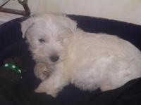 West-highland white terrier (westie)