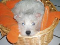 West-highland white terrier (westie)