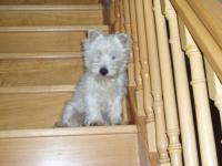 West-highland white terrier (westie)