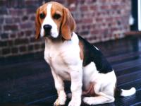 Beagle