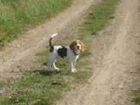 Beagle