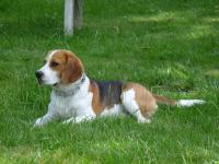 Beagle