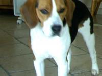 Beagle