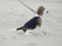 Beagle