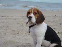 Beagle