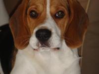 Beagle