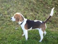 Beagle