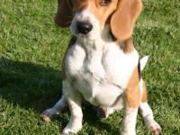 Beagle