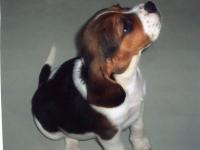 Beagle