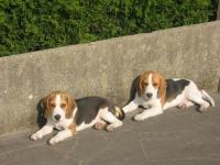 Beagle