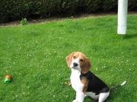 Beagle