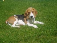 Beagle