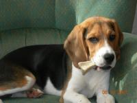 Beagle