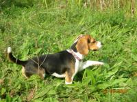 Beagle