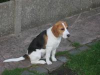 Beagle