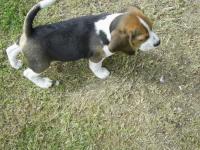 Beagle