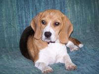 Beagle