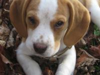 Beagle