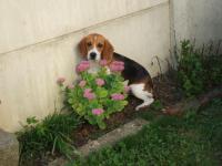 Beagle