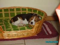 Beagle