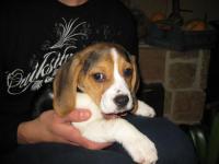 Beagle