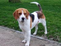 Beagle