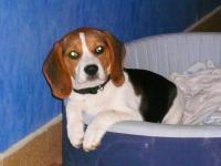 Beagle